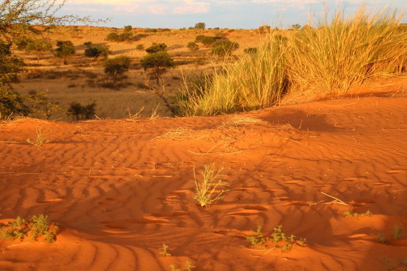 Alba nel Kalahari
